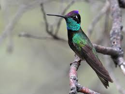 Rivoli's Hummingbird - Eugenes fulgens ...