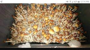 Librivox is a hope, an experiment, and a question: Mushroom Cultivation Class In Santa Cruz Decriminalize California