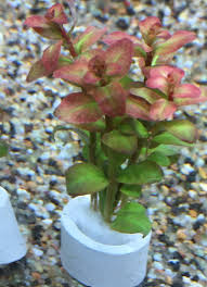 Image result for Ludwigia senegalensis