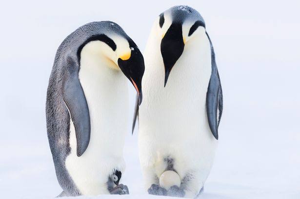 Mga resulta ng larawan para sa Emperor Penguin egg"
