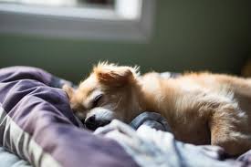 Check spelling or type a new query. Why Do Dogs Sleep At The Foot Of The Bed Truth About What Dog Sleep Positions Mean