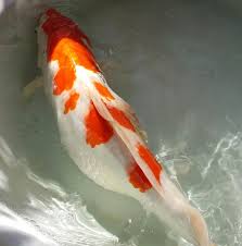 Feb 15, 2021 · for instance, koi angelfish grow to be just 6 inches long. Kohaku Full Of Eggs Belly Exploded