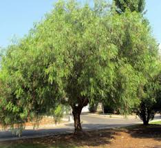 Image result for Schinus molle