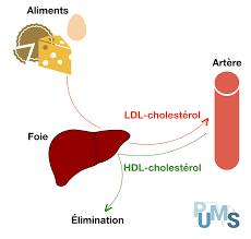 Processus De Creation Du Cholesterol Cholesterol Taux De Cholesterol Conseils Alimentaires