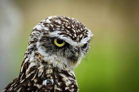 Maybe you would like to learn more about one of these? Civetta Athene Noctua Un Uccello Notturno Che Oggi E Specie Protetta