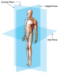 What plane divides the body into right and segments? Anatomical Planes Of The Body Anatomical Planes Medical Professionals Anatomical