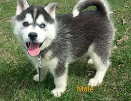 Help over 180,000 pets, that are available through rescues and shelters, find a home. Siberian Husky Puppies For Sale Lewiston Me 238012
