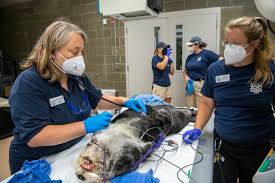 Sister Zoo Vets | Vet Collaboration | Point Defiance Zoo & Aquarium