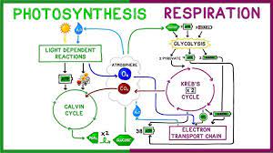 The energy is retrieved from. Photosynthesis Definition Equation Steps Process Diagram