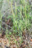 Image result for Tragus berteronianus