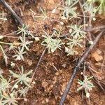 Image result for Hypertelis cerviana