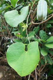 Image result for Aristolochia hockii