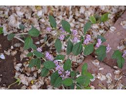 Image result for Lippia plicata