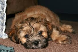 Brown Shih Tzu Maltese Mix Puppies Puppies Shih Tzu Maltese Mix Shih Tzu