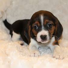 Adopt a rescue dog through petcurious. Home Diamond G Ranch