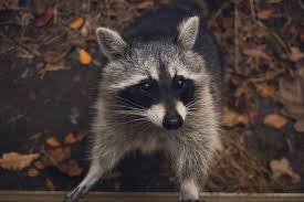 Maybe you would like to learn more about one of these? Zoonotic Diseases Rabies Disease Surveillance Epidemiology Program Mecdc Dhhs Maine