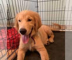 This will be a gorgeous litter out of a proven combination. View Ad Golden Retriever Puppy For Sale Near Alabama Columbiana Usa Adn 147447