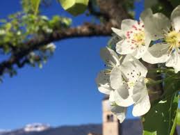 Il profumo dolce e intenso dell'osmanto (osmanthus fragrans) è racchiuso nei suoi fiori bianchi raggruppati in mazzetti ricorda quello del gelsomino. Come Riconoscere 6 Alberi Da Frutto Dai Loro Fiori