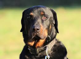 Outdoor activities for rottweilers the rottweiler is one of the oldest domestic dog breeds around. Marley Rottweiler Beauceron Mischling 9 Jahre 8 Monate Hunde Imtierheimweil Tierschutzverein Weil Am Rhein E V