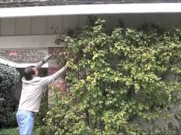 One of the world's favourite roses inducted into the rose hall of fame 2012. Rose Sally Holmes Winter Pruning Youtube