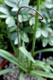 Steel + plastic coated size: Plant Belles Wire Supports For The Well Tamed Garden Gardenista