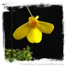 Image result for Utricularia appendiculata