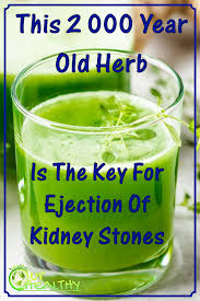 This 2 000 Year Old Herb Is The Key For Ejection Of Kidney Stones Our Healthy In 2020 Medicinal Herbs Remedies Herbs Medicinal Herbs