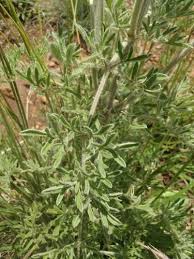 Image result for Clematis villosa