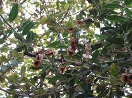 Image result for Combretum hereroense