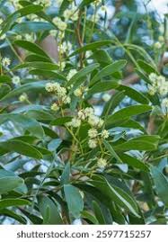 Image result for Fabaceae subfamily Mimosoideae