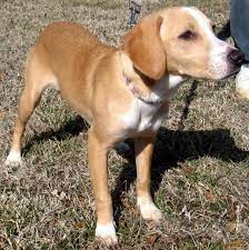 Pin On Beagador
