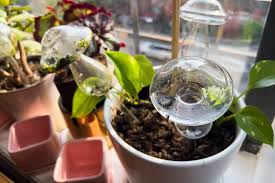 Keeping Houseplants Alive and Happy When You're Away Is Easier Than You  Think | Reviews by Wirecutter