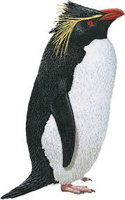 Penguins don't wear tuxedos to make a fashion statement: Every Penguin Ranked Which Species Are We Most At Risk Of Losing Birdlife