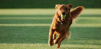It doesn't matter if it's a tennis ball, plush toy, or frisbee, just make sure that it's a toy that your dog loves. Teaching Your Dog To Fetch Unleashed Unlimited