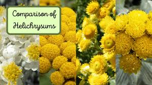 Image result for Helichrysum helvolum