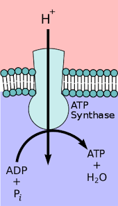 Check spelling or type a new query. Atp Synthase Wikipedia