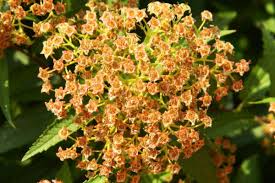 Image result for Spiraea bumalda