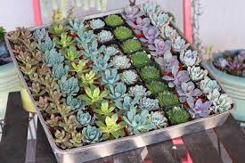 It does not matter how much you purchase, you pay no shipping charges at the succulent source. 2 Rosette Succulents Bulk Wholesale Succulent Prices At The Succulent Source 1 Succulents For Sale Succulent Gifts Succulent Favors