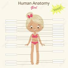 Bones body diagram unlabeled wiring diagram forward. Human Body Illustration A Girl Human Anatomy Diagram With Royalty Free Cliparts Vectors And Stock Illustration Image 63519624
