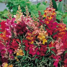 Image result for Antirrhinum