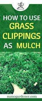 How To Use Grass Clippings As Mulch Grass Clippings Garden Mulch Lawn Mulch