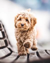 I Am Having Some Intense Puppy Fever Labradoodle Temperament Cute Dogs Super Cute Puppies
