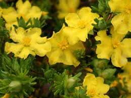 Image result for Hibbertia