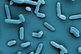 Image result for Bacteria