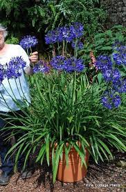 Agapanthus Northern Star Jpg 368 562 Agapanthus Plants Agapanthus Plant
