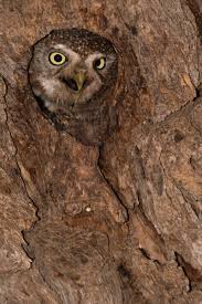View and download for free this owl in tree hole wallpaper which comes in best available resolution of 1024x768 in high quality. Owl Looking Out Of A Hole In A Tree Stock Photo Dissolve