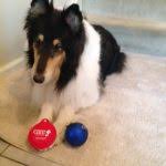 One typical sign of thyroid cancer in dogs is a mass or swelling in the neck. Thyroid Cancer In Dogs Petcure Oncology