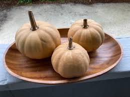Image result for Cucurbita moschata