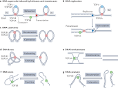 Human topoisomerases and their roles in genome stability and ...