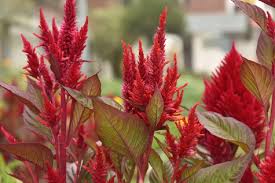 Image result for Celosia elegantissima